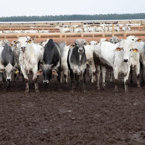 Principal destino da carne de MT, China reconhece Brasil como livre de febre aftosa