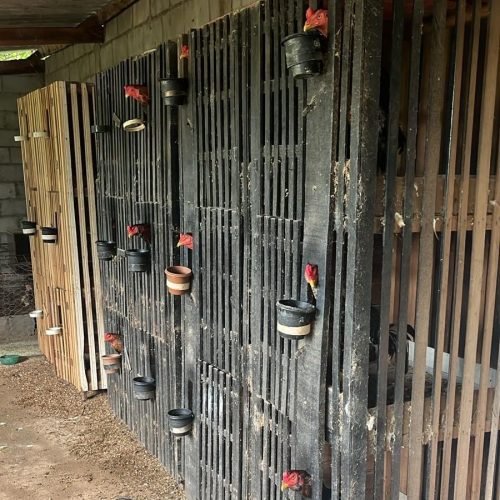 Polícia Civil e Sema desarticulam rinha de galos na região do Engordador, em Várzea Grande